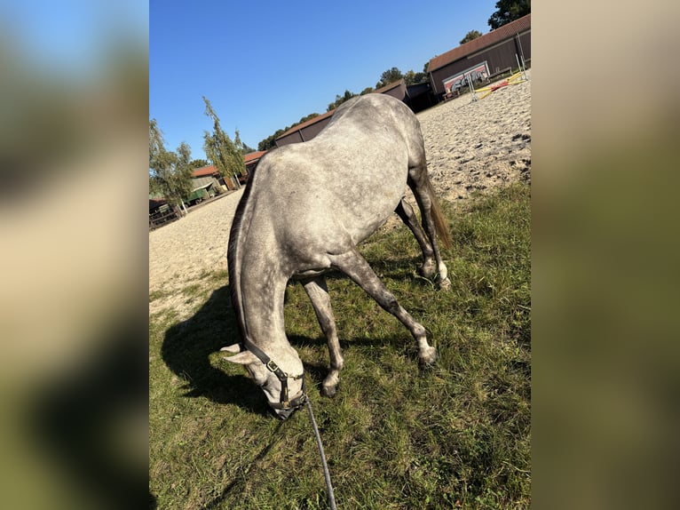 Other Breeds Mare 9 years 15.1 hh Grey-Dapple in Zepernick