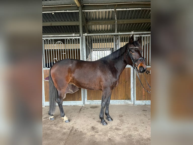 Other Breeds Mix Mare 9 years 15,2 hh Bay-Dark in Leipzig