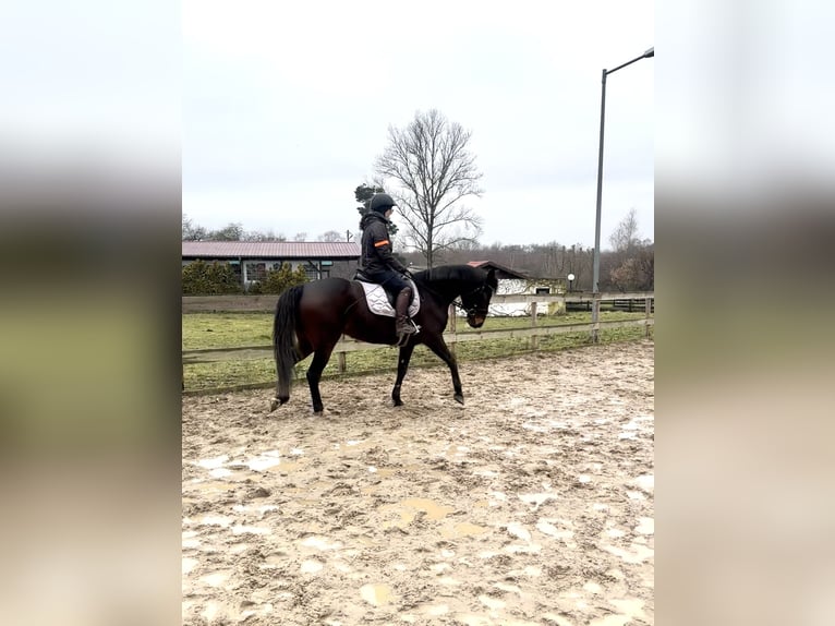 Other Breeds Mix Mare 9 years 15,2 hh Bay-Dark in Leipzig