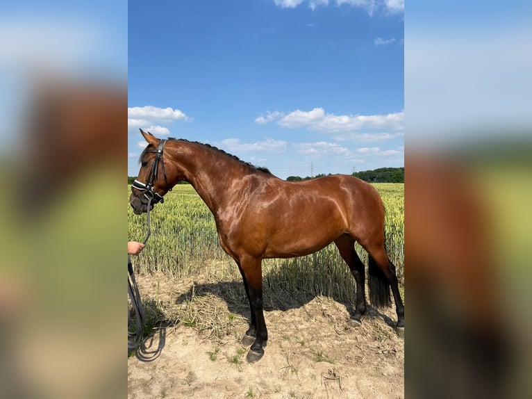 Other Breeds Mare 9 years 15,2 hh Brown in Korschenbroich