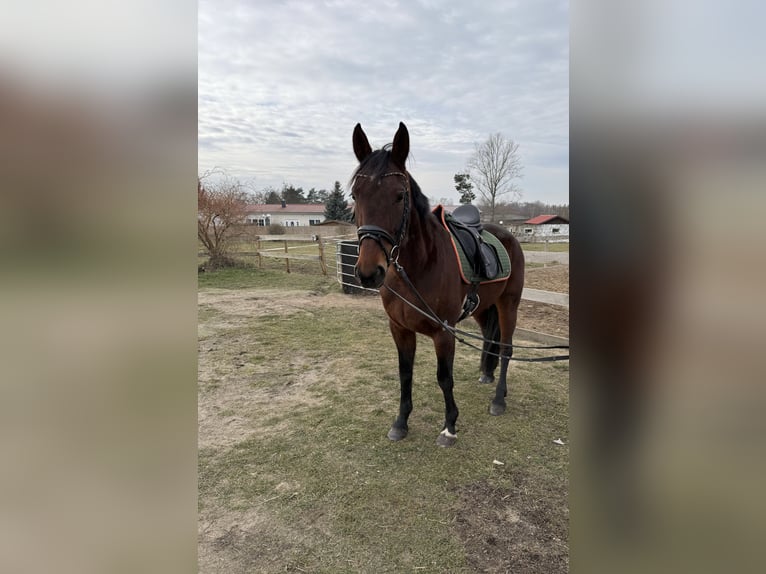 Other Breeds Mix Mare 9 years 15,2 hh Brown in Leipzig