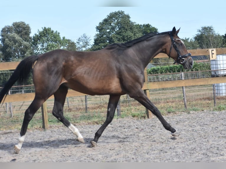 Other Breeds Mare 9 years 15,3 hh Bay-Dark in Achtmaal