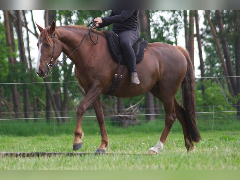 Other Breeds Mare 9 years 15 hh Chestnut-Red in Ribbesbüttel