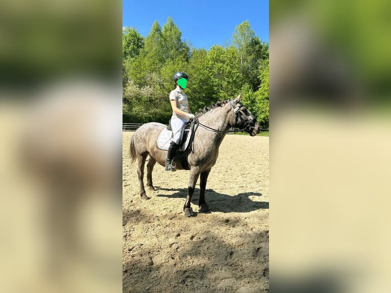 Other Breeds Mix Mare 9 years 15 hh Leopard-Piebald in Eiterfeld Buchenau