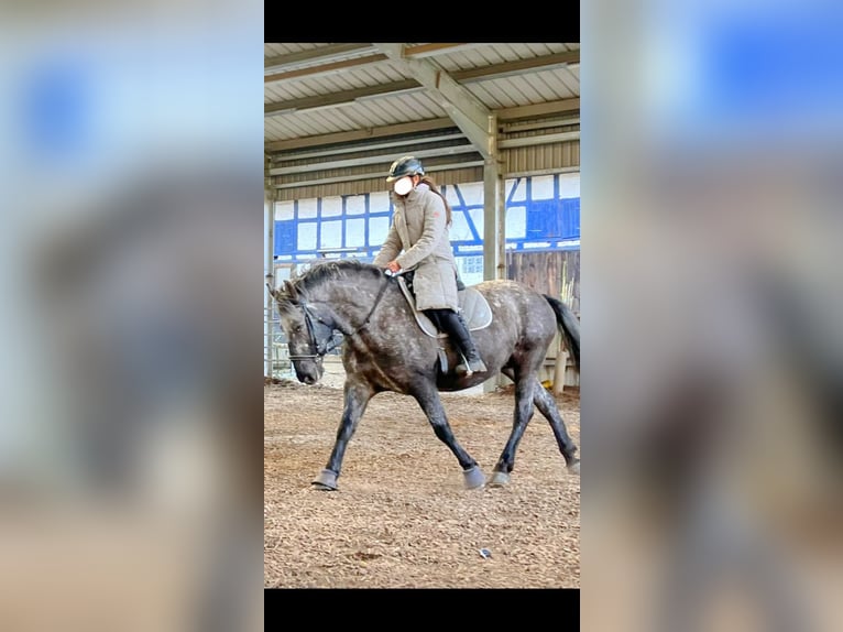 Other Breeds Mix Mare 9 years 15 hh Leopard-Piebald in Eiterfeld Buchenau