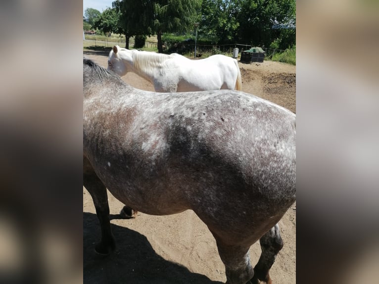 Other Breeds Mix Mare 9 years 15 hh Leopard-Piebald in Eiterfeld Buchenau