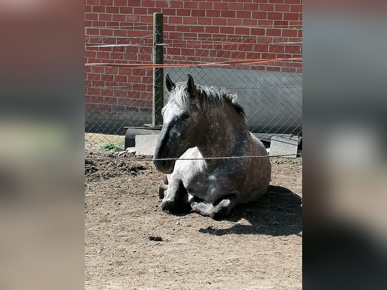 Other Breeds Mix Mare 9 years 15 hh Leopard-Piebald in Eiterfeld Buchenau