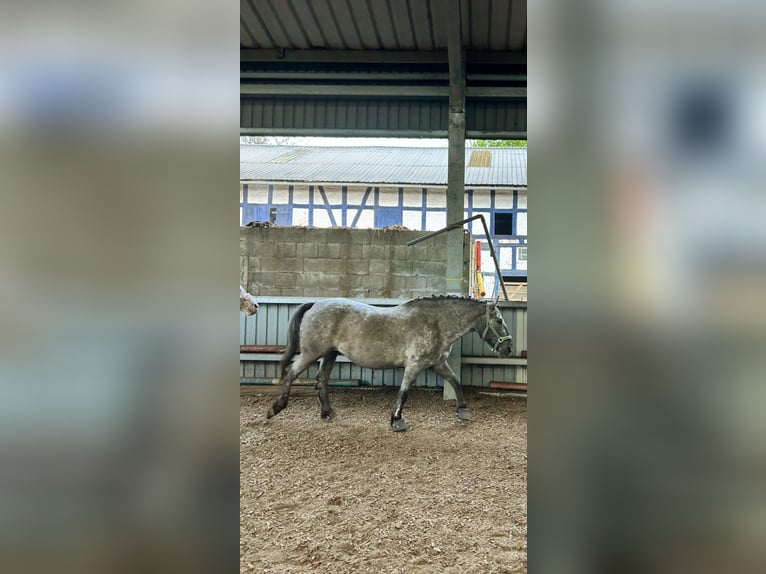 Other Breeds Mix Mare 9 years 15 hh Leopard-Piebald in Eiterfeld Buchenau