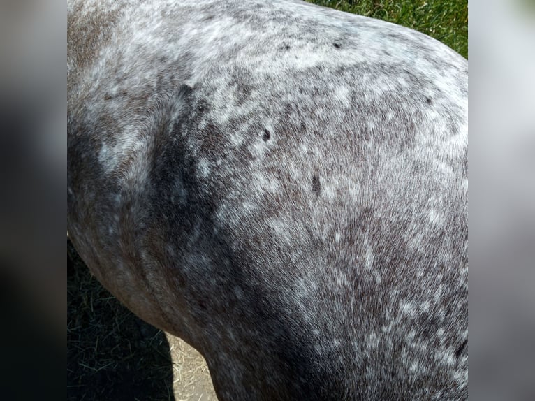 Other Breeds Mix Mare 9 years 15 hh Leopard-Piebald in Eiterfeld Buchenau