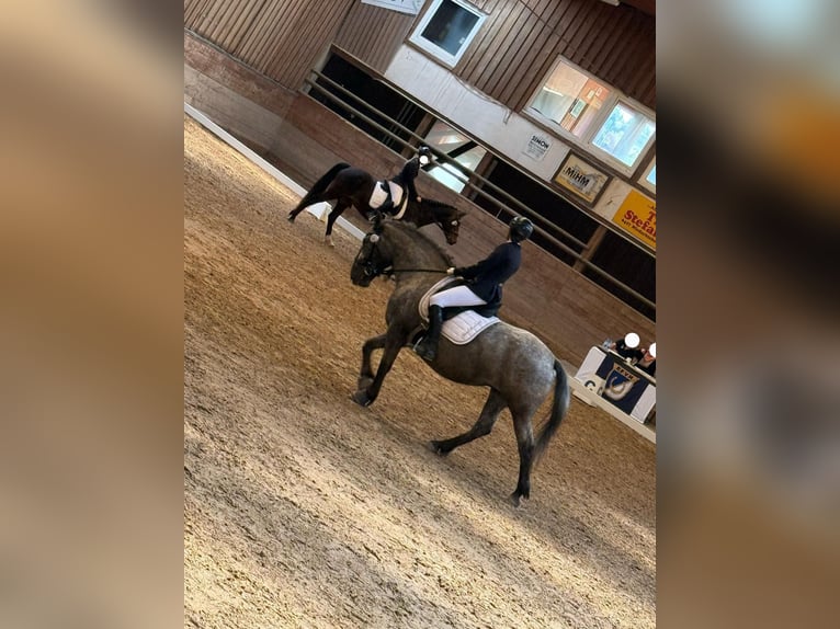 Other Breeds Mix Mare 9 years 15 hh Leopard-Piebald in Eiterfeld Buchenau