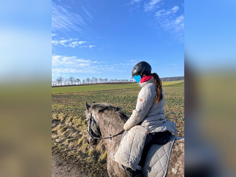 Other Breeds Mix Mare 9 years 15 hh Leopard-Piebald in Eiterfeld Buchenau