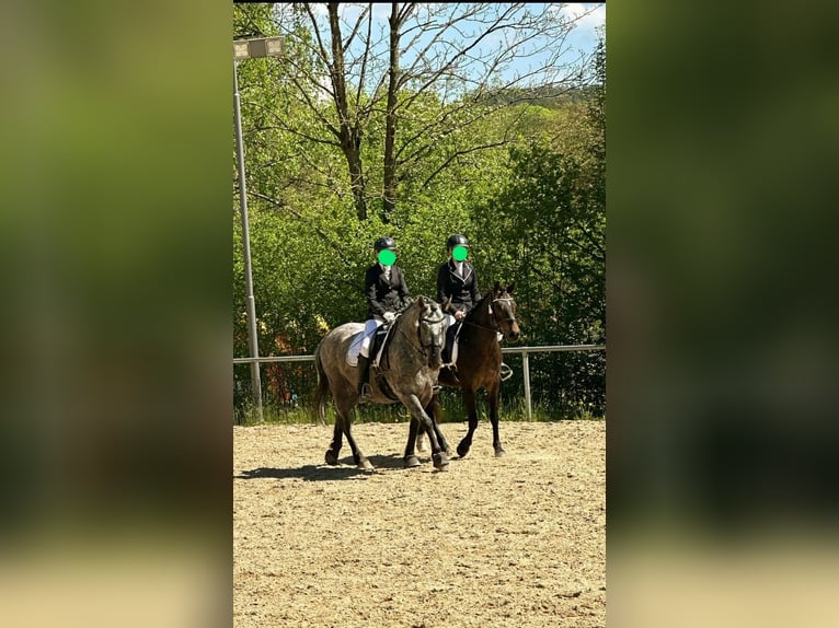 Other Breeds Mix Mare 9 years 15 hh Leopard-Piebald in Eiterfeld Buchenau