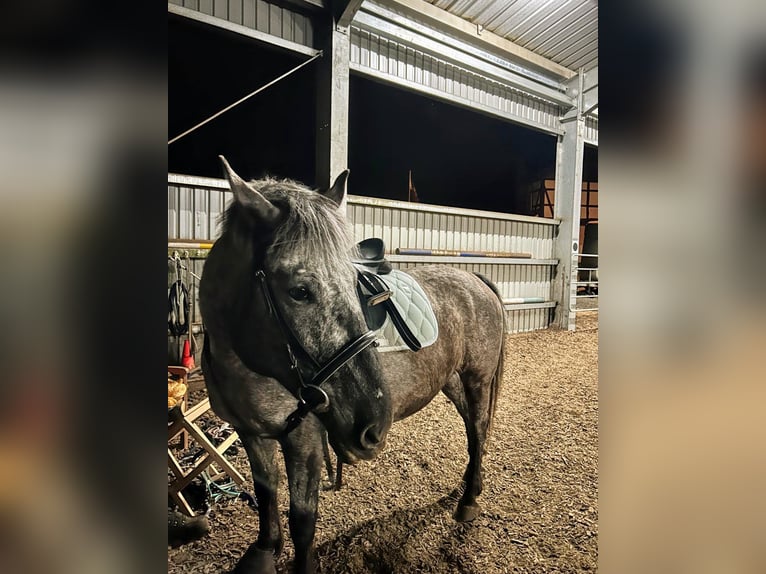 Other Breeds Mix Mare 9 years 15 hh Leopard-Piebald in Eiterfeld Buchenau