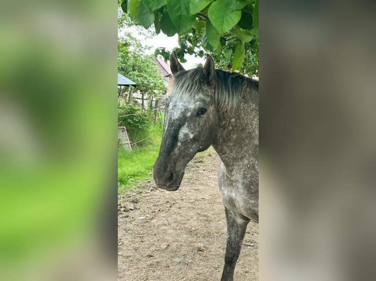 Other Breeds Mix Mare 9 years 15 hh Leopard-Piebald in Eiterfeld Buchenau