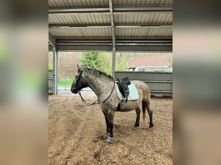 Other Breeds Mix Mare 9 years 15 hh Leopard-Piebald in Eiterfeld Buchenau