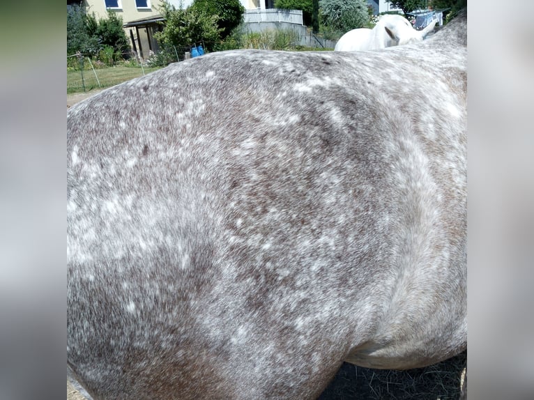 Other Breeds Mix Mare 9 years 15 hh Leopard-Piebald in Eiterfeld Buchenau