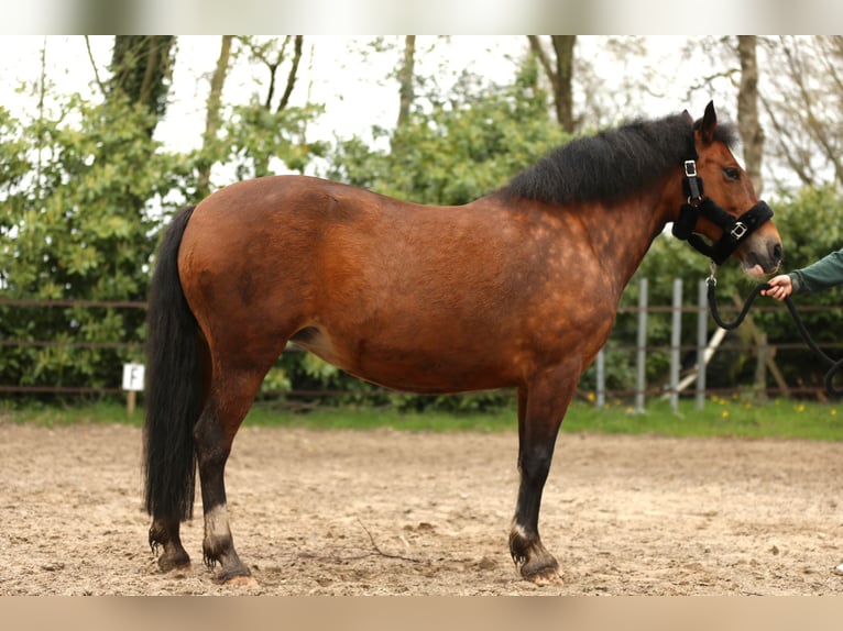 Other Breeds Mare 9 years 15 hh Smoky-Black in Holsloot