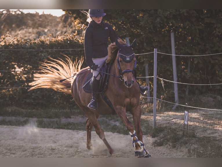Other Breeds Mare 9 years 15,1 hh Chestnut in Langenberg