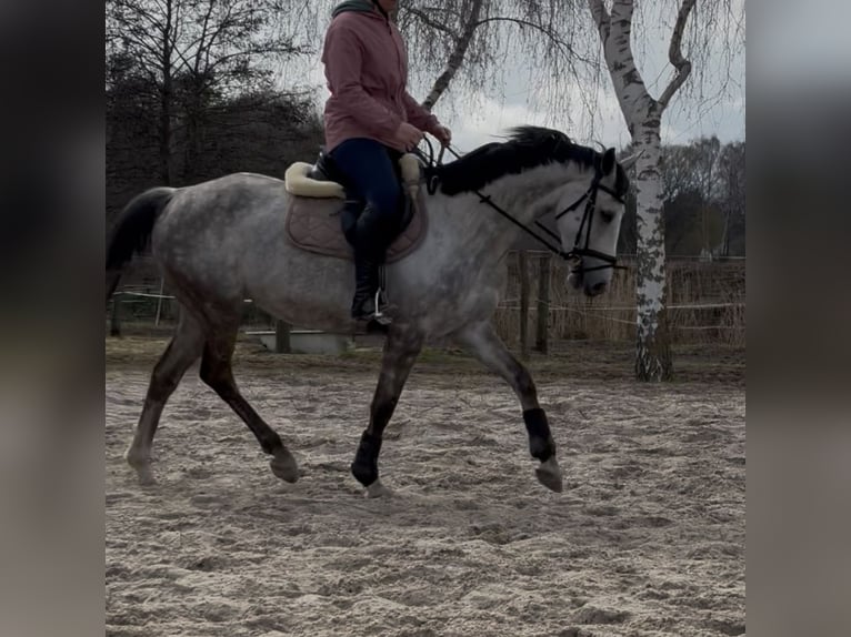 Other Breeds Mare 9 years 15,1 hh Grey-Dapple in Zepernick
