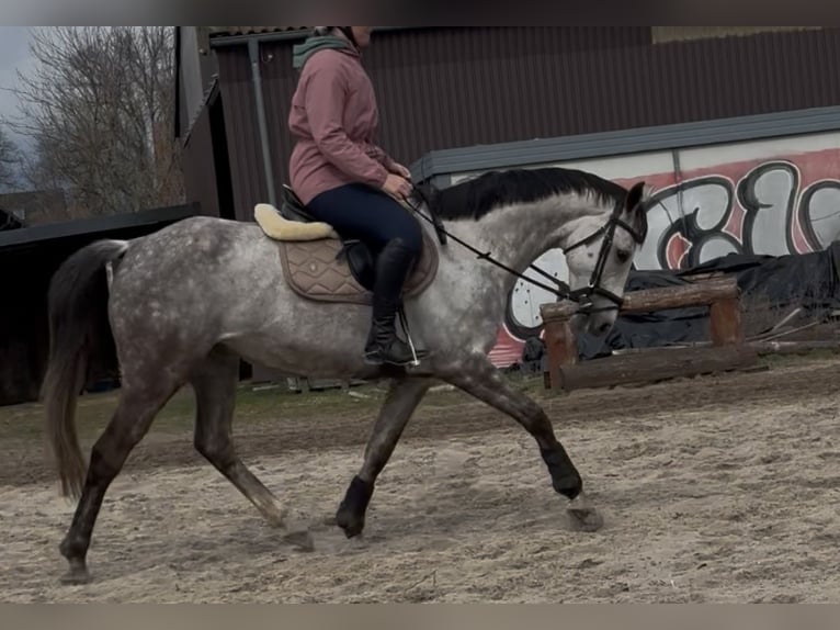 Other Breeds Mare 9 years 15,1 hh Grey-Dapple in Zepernick