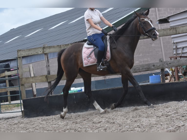 Other Breeds Mare 9 years 15,3 hh Bay-Dark in Achtmaal