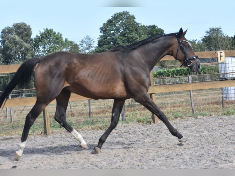 Other Breeds Mare 9 years 15,3 hh Bay-Dark in Achtmaal