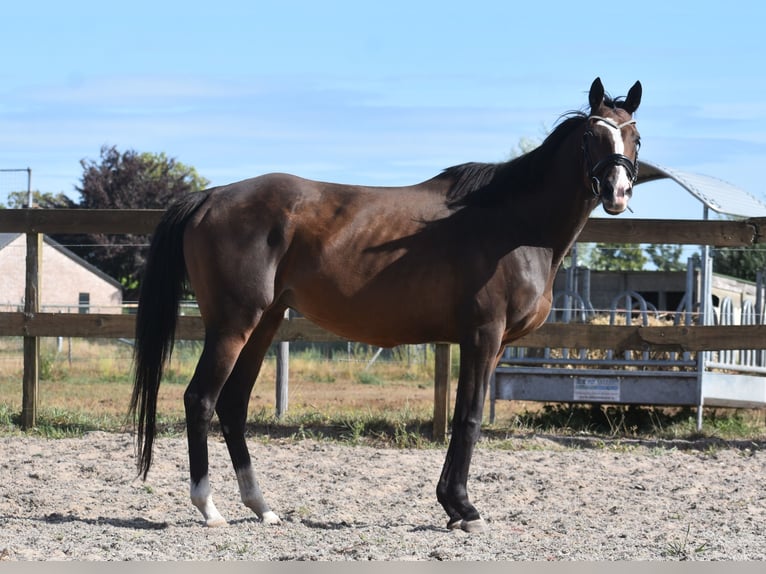 Other Breeds Mare 9 years 15,3 hh Bay-Dark in Achtmaal