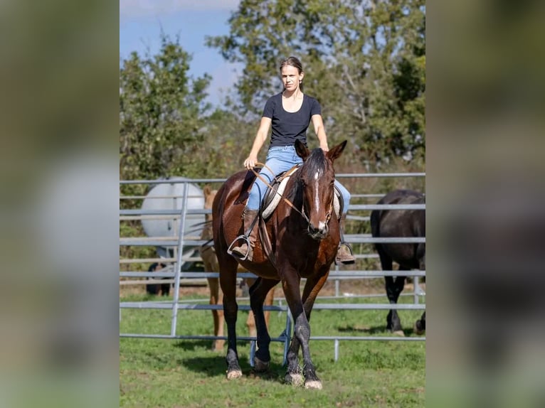 Other Breeds Mix Mare 9 years 16,1 hh Brown in Mirandol bourgnounac