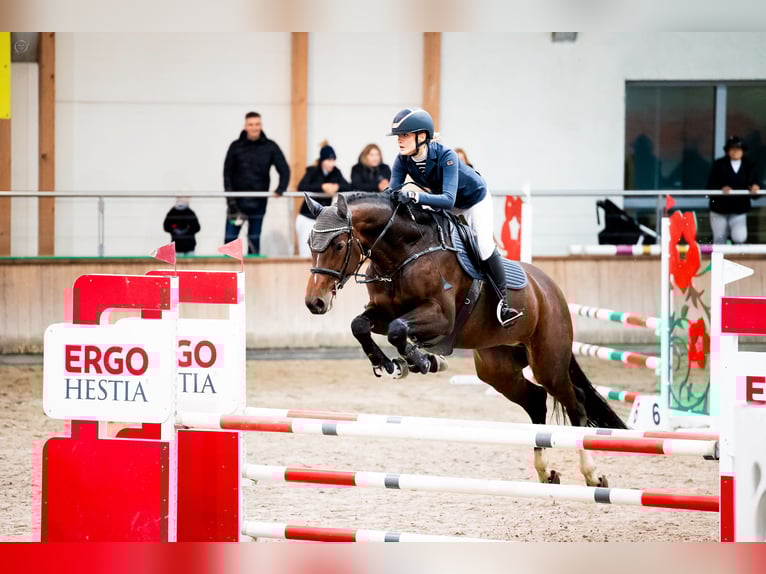 Other Breeds Mare 9 years 16,1 hh Bay in S&#x119;dzice