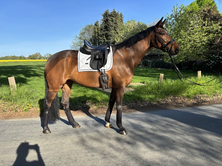 Other Breeds Mare 9 years 16,1 hh Brown in Vechta