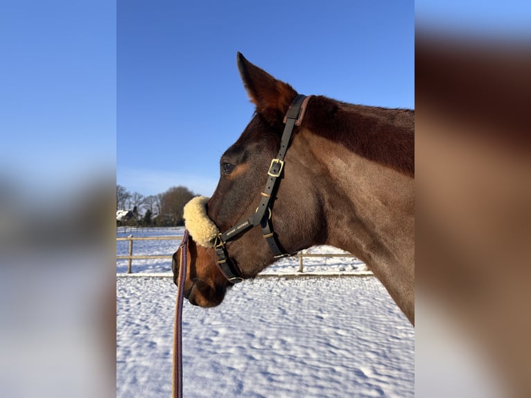 Other Breeds Mare 9 years 16,1 hh Brown in Vechta