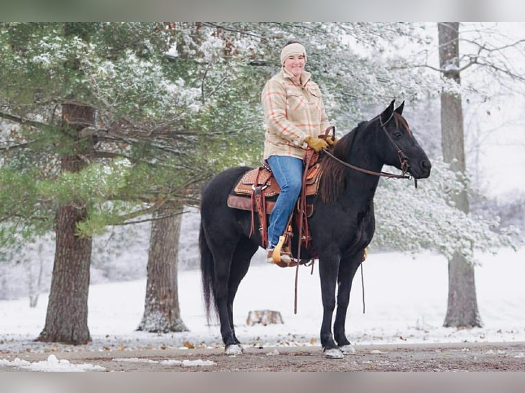 Other Breeds Mare 9 years Black in Rineyville, KY