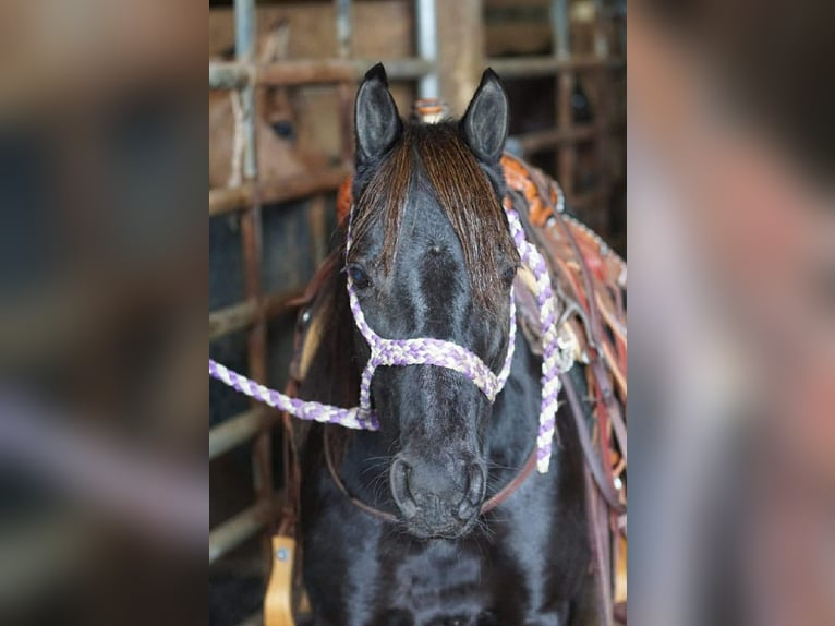Other Breeds Mare 9 years Black in Rineyville, KY