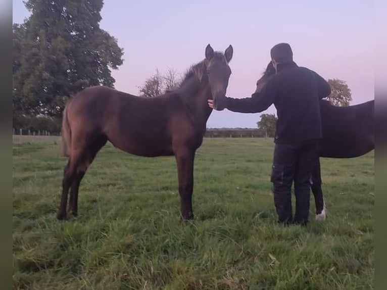 Other Breeds Mare Foal (05/2024) 12,2 hh Black in FORMENTIN