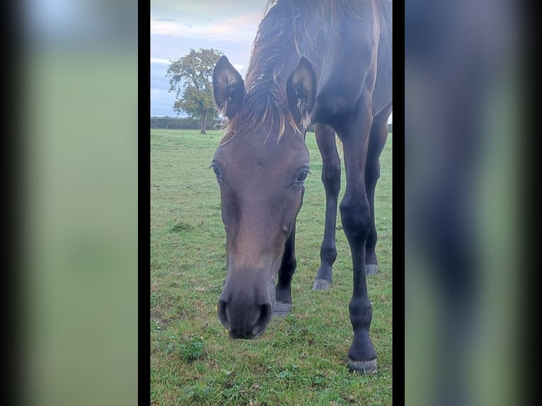 Other Breeds Mare Foal (05/2024) 12,2 hh Black in FORMENTIN