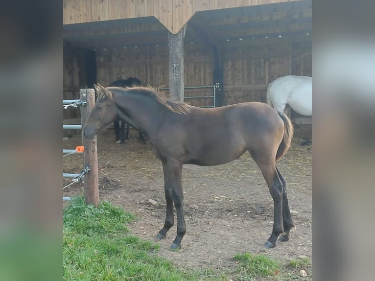 Other Breeds Mare Foal (05/2024) 12,2 hh Black in FORMENTIN