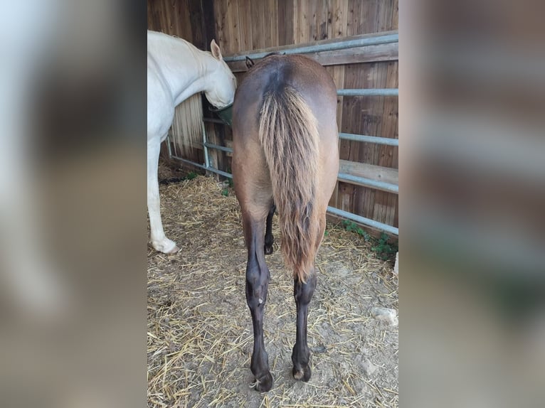 Other Breeds Mare Foal (05/2024) 12,2 hh Black in FORMENTIN