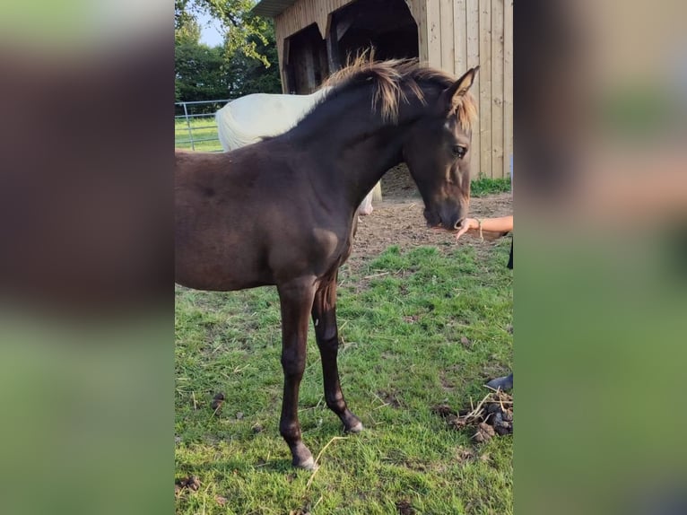 Other Breeds Mare Foal (05/2024) 12,2 hh Black in FORMENTIN