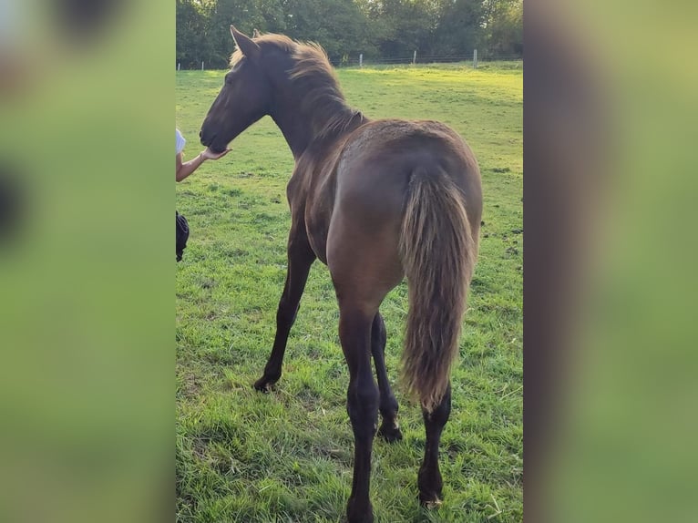 Other Breeds Mare Foal (05/2024) 12,2 hh Black in FORMENTIN