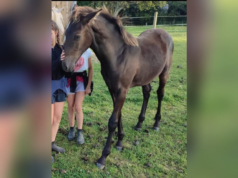 Other Breeds Mare Foal (05/2024) 12,2 hh Black in FORMENTIN