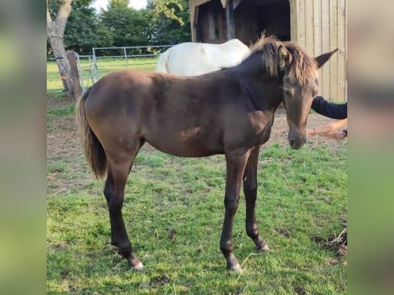 Other Breeds Mare Foal (05/2024) 12,2 hh Black in FORMENTIN