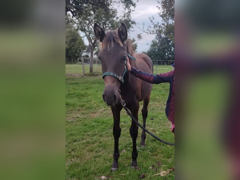 Other Breeds Mare Foal (05/2024) 12,2 hh Black in FORMENTIN