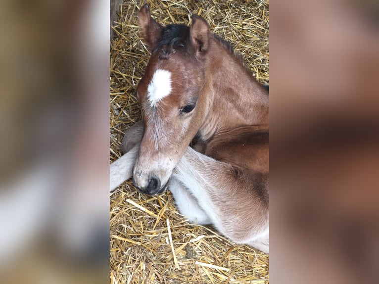 Other Breeds Mix Mare Foal (05/2025) 12,1 hh Brown in Ruse