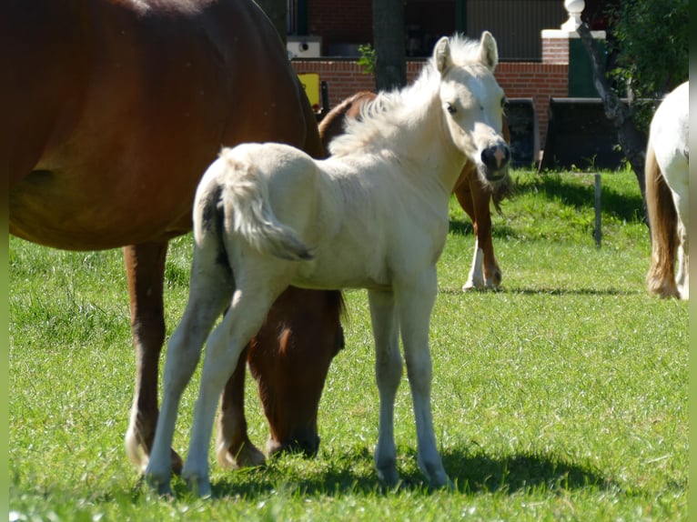 Other Breeds Mare Foal (04/2026) 13.1 hh Palomino in Lathen