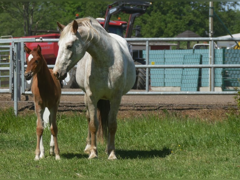 Other Breeds Mare  14,2 hh Chestnut-Red in Lathen