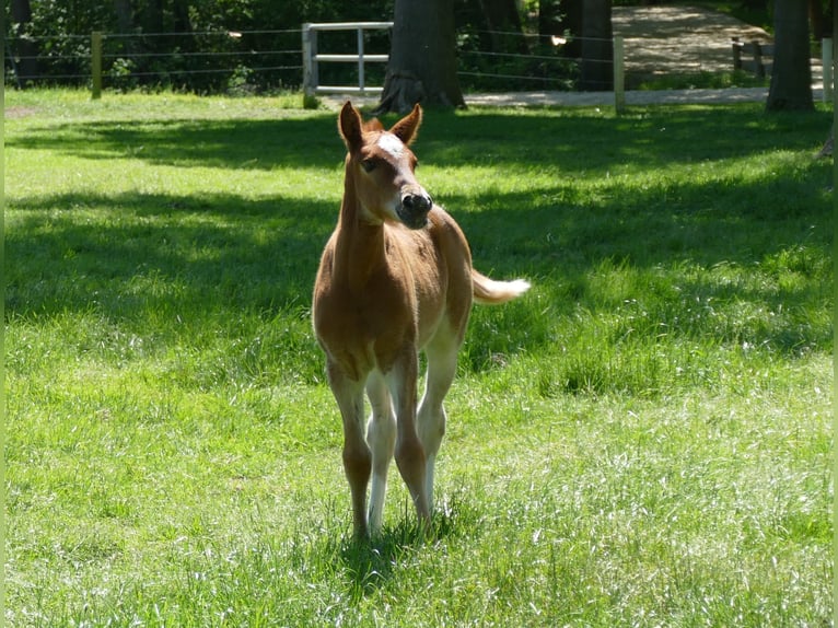 Other Breeds Mare  14,2 hh Chestnut-Red in Lathen