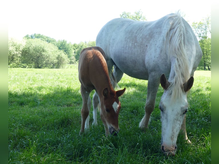 Other Breeds Mare  14,2 hh Chestnut-Red in Lathen