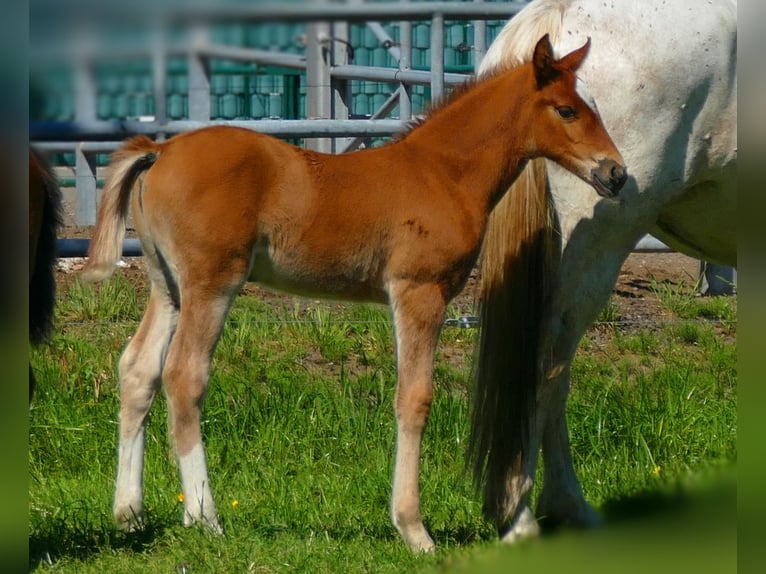 Other Breeds Mare  14,2 hh Chestnut-Red in Lathen