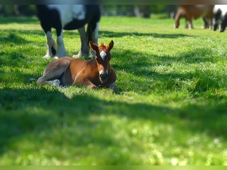 Other Breeds Mare  14,2 hh Chestnut-Red in Lathen