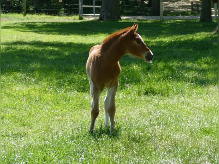 Other Breeds Mare  14,2 hh Chestnut-Red in Lathen